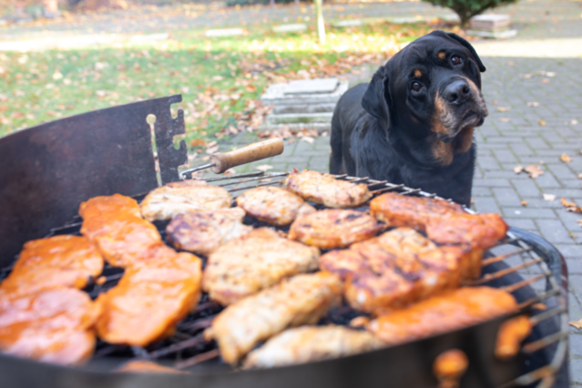 Hund wird mitten in der Stadt gegrillt?! Provokanter PETA-Protest sorgt für Aufsehen Aufmacher